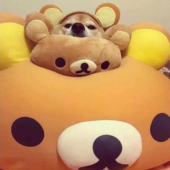 杨老豆的女儿杨三顺        暂无